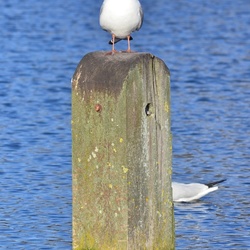 London/Hyde Park/DSC_0052.JPG